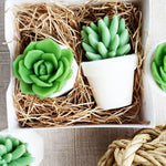 Succulent soap gift set - Handmade gifts at Sunbasil Soap