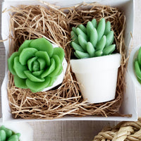 Farmhouse Succulent Soap Gift Set unique handmade gift ideas for her available at Sunbasilsoap.com