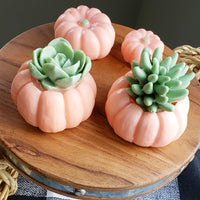 Pumpkin Succulent Soaps : Set of Two www.sunbasilsoap.com